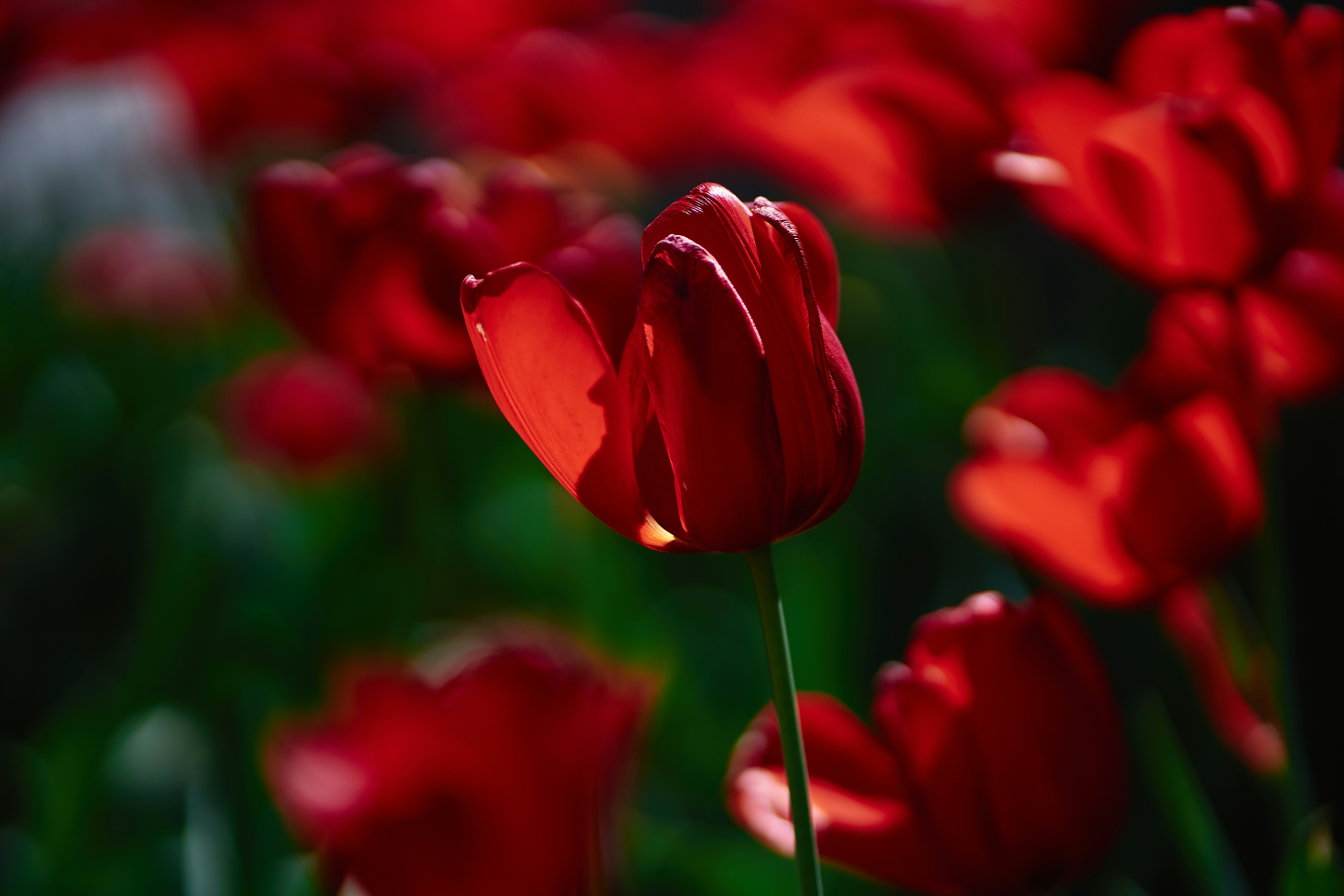 William Oliver Lockwood Obituary on Michigan Memorial Funeral Home